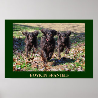 Affiche Boykin Spaniels