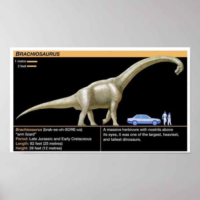 Affiche Brachiosaurus - Biologie Jurassique (Devant)
