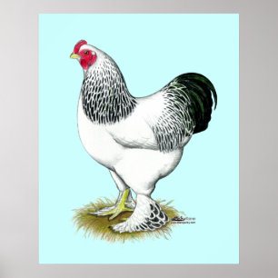 Affiche Brahma: Light Rooster