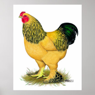 Affiche Brahma : Rooster Buff