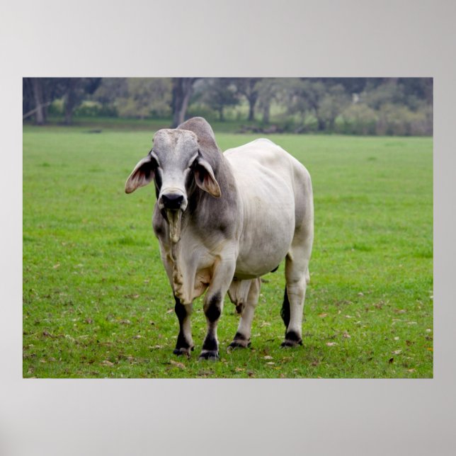 Affiche Brahman (alias Brahma) Bull dans Field (Devant)