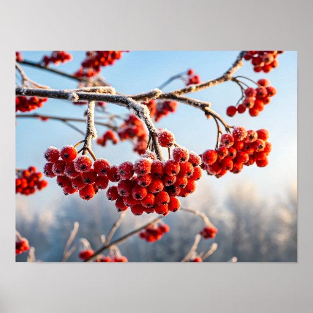 Affiche Branch of vibrant red berries (Devant)