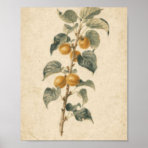 Affiche Branche d'abricotier avec Fruit Mûr Art Botanique