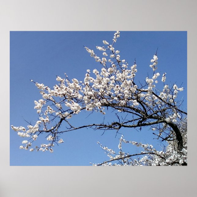 Affiche Branche de cerisier en fleurs (Devant)