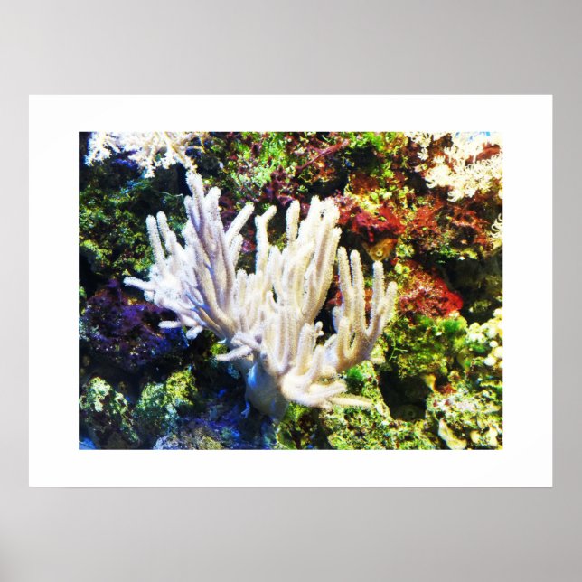 Affiche Branche de corail blanc (Devant)