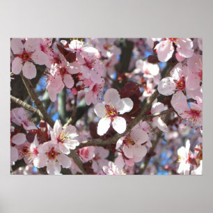 Affiche Branche de fleurs roses Printemps Floral