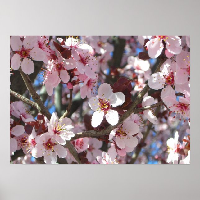 Affiche Branche de fleurs roses Printemps Floral (Devant)