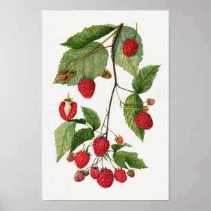Affiche Branche de la peinture à l'aquarelle des fruits de