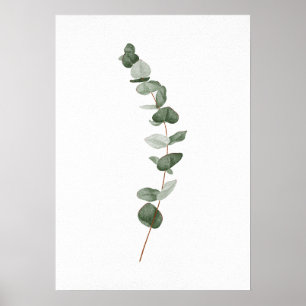 Affiche Branche de l'eucalyptus
