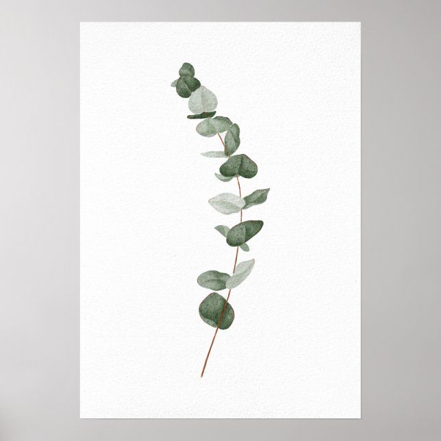 Affiche Branche de l'eucalyptus (Devant)
