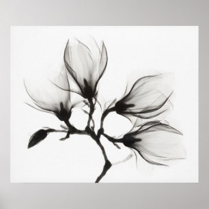 Affiche Branche de magnolia avec quatre fleurs (environ 19