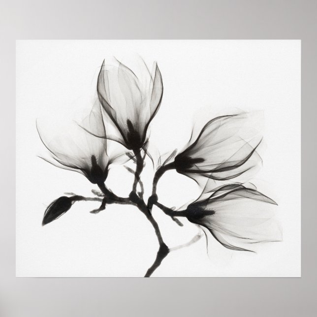 Affiche Branche de magnolia avec quatre fleurs (environ 19 (Devant)