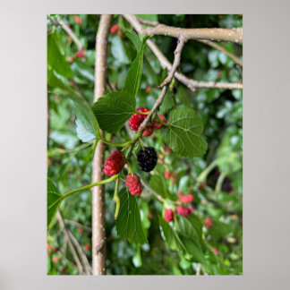 Affiche Branche de Mullberry