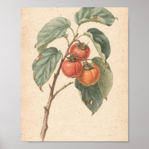 Affiche Branche de plaqueminer avec fruit mûr Art botaniqu