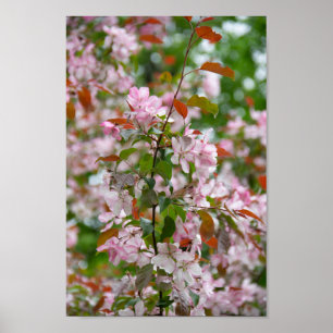 Affiche Branche délicate avec fleurs pommier
