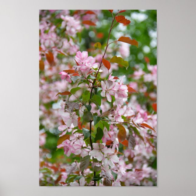 Affiche Branche délicate avec fleurs pommier (Devant)