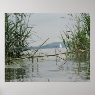 Affiche Branche en eau douce