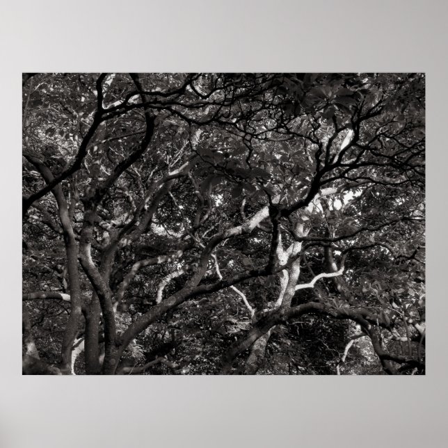 Affiche Branche japonaise III (Devant)