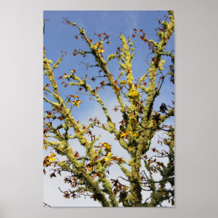 Affiche Branches couvertes