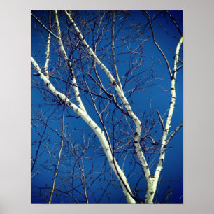 Affiche Branches d'arbre de bouleau blanc contre le ciel b