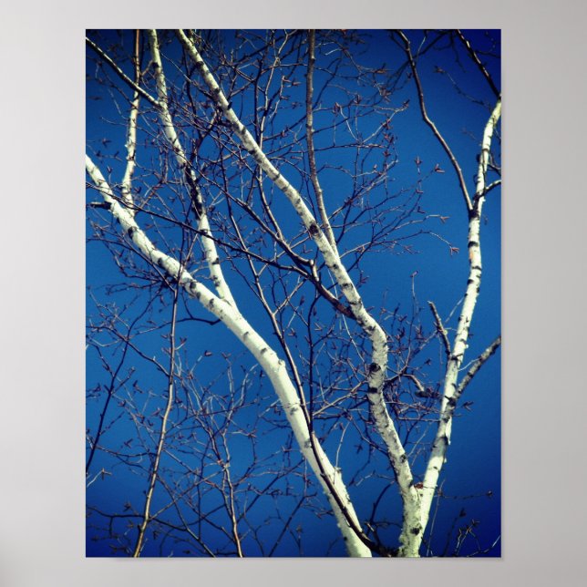 Affiche Branches d'arbre de bouleau blanc contre le ciel b (Devant)