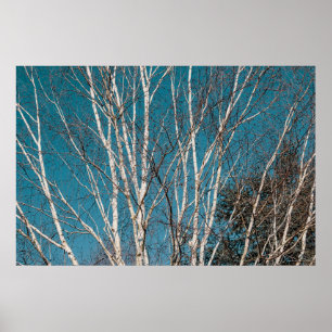 Affiche Branches de bouleau argenté au soleil