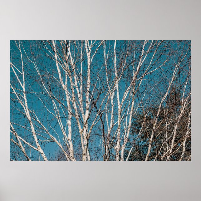 Affiche Branches de bouleau argenté au soleil (Devant)