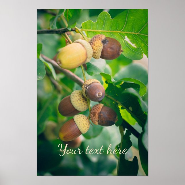 Affiche Branches de chêne avec des glands  (Devant)