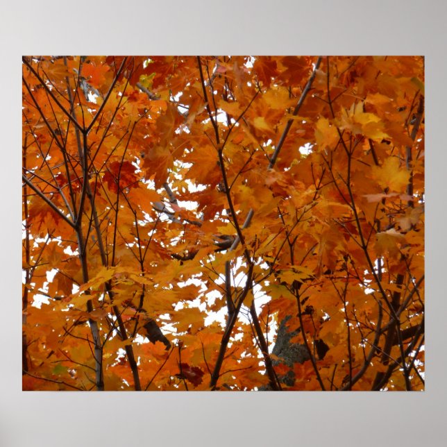 Affiche Branches de feuilles d'érable I Automne orange (Devant)