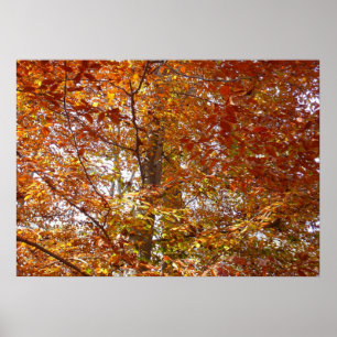 Affiche Branches de feuilles orange Nature automnale