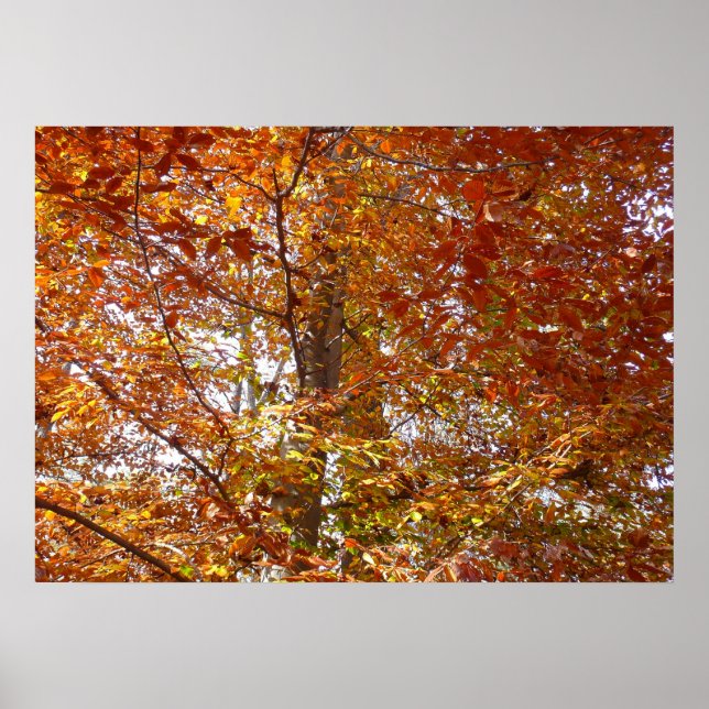 Affiche Branches de feuilles orange Nature automnale (Devant)