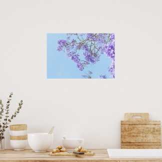 Affiche Branches de Jacaranda en Fleurs