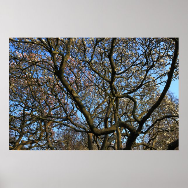 Affiche Branches des arbres Magnolia (Devant)