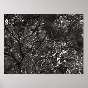 Affiche Branches japonaises