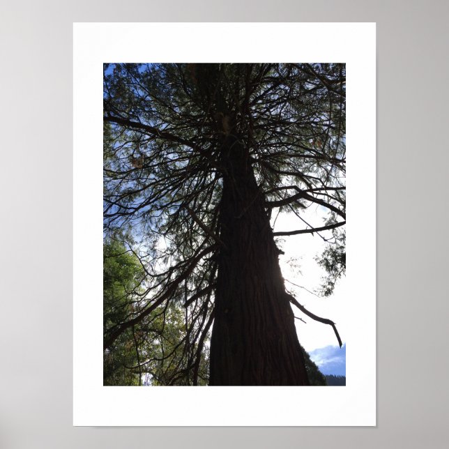 Affiche Branches torsadées Yosemite Green Color Photograph (Devant)