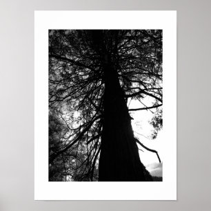 Affiche Branches torsadées Yosemite Photo noir et blanc