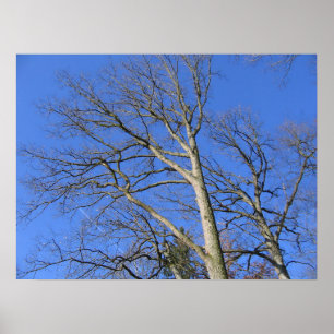 Affiche Branches vers le ciel
