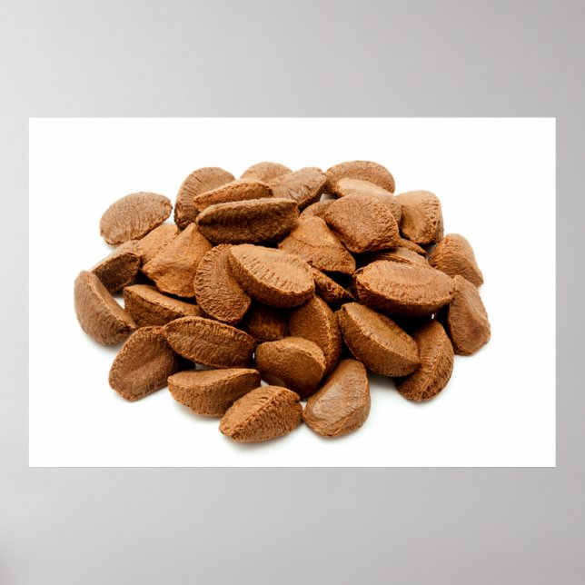 Affiche Brazil nut seeds (Devant)