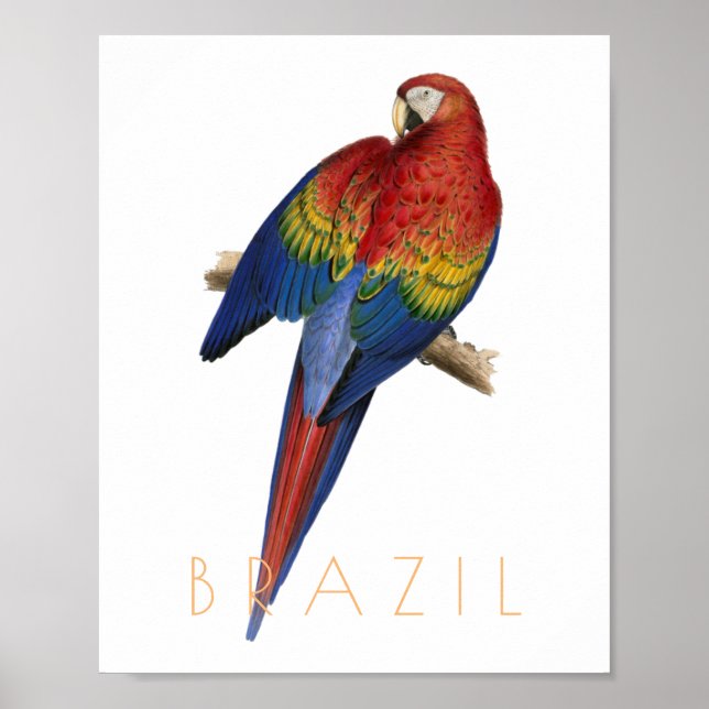 Affiche Brésil vintage voyage Macaw oiseau mi-siècle (Devant)
