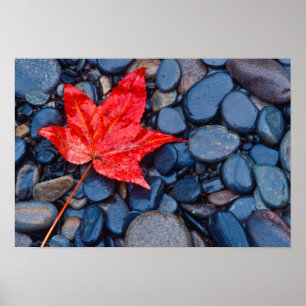 Affiche Bright Red Fall Leaf