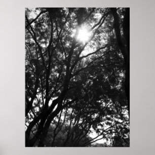 Affiche Brillant dans les arbres