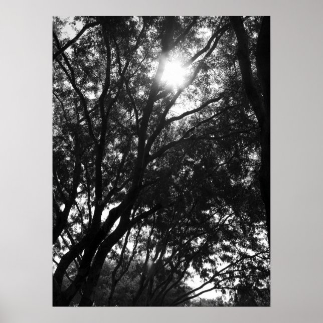 Affiche Brillant dans les arbres (Devant)