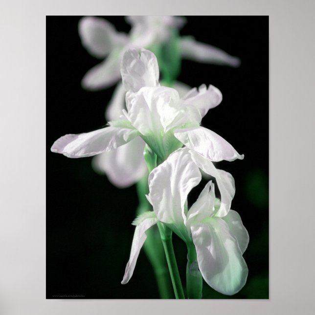 Affiche Brillant Fleurs Iris Photographie Art (Devant)