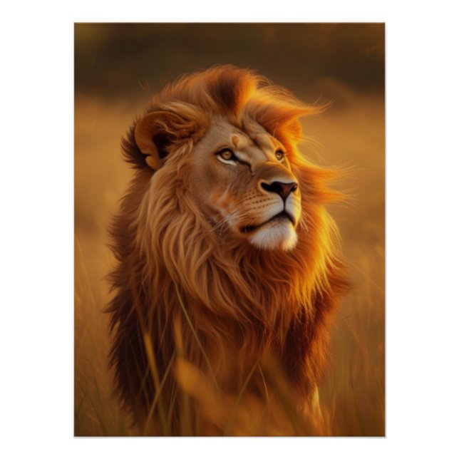 Affiche Brillante Coucher de Soleil Lion Doré Maje (Devant)