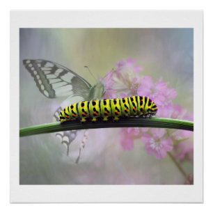 Affiche brillante de Caterpillar de papillon de