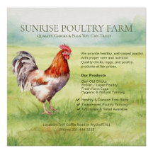 Affiche Brillante de Ferme de Poulets
