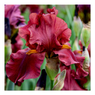 Affiche brillante de fleur d'iris de Bourgogne