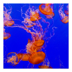 Affiche brillante Méduse Orange   Art de l'Océan B