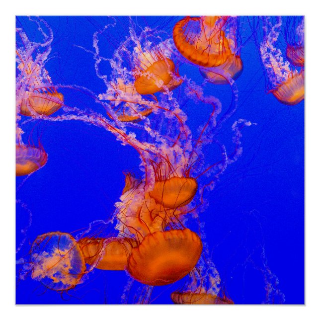 Affiche brillante Méduse Orange | Art de l'Océan B (Devant)