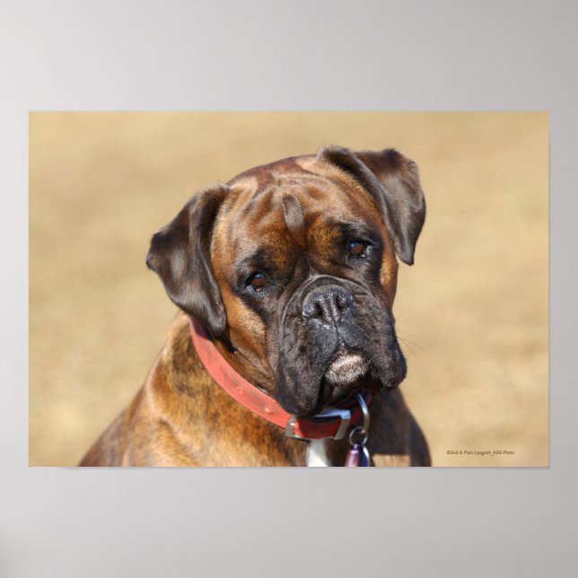 Affiche Brindle Boxer Chien (Devant)